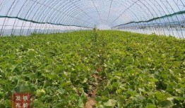 柳高吃瓜,揭秘校园里的那些“瓜”