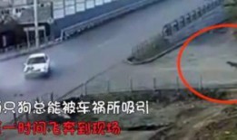 车祸撞车吃瓜狗,撞车瞬间，吃瓜狗成意外焦点