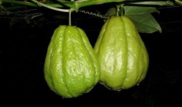 牙痛吃佛手瓜,天然草本植物的神奇功效