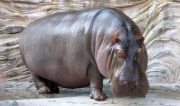 河马吃白瓜,白瓜的诱惑之旅