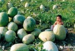 山东劳动职业吃瓜,吃瓜群众视角下的职场百态