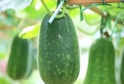 中医夏吃瓜指的是哪些瓜,中医推崇的“夏吃瓜”瓜类大盘点