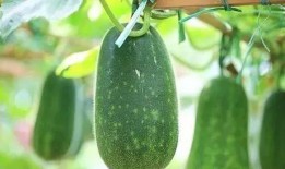 中医夏吃瓜指的是哪些瓜,中医推崇的“夏吃瓜”瓜类大盘点