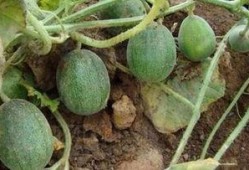 网友们在哪里吃瓜