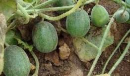 网友们在哪里吃瓜