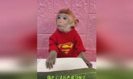 猪吃瓜的搞笑