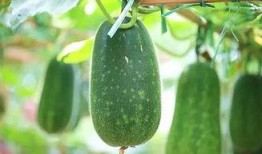 梦见给仇人瓜吃,仇人瓜吃的寓意与启示