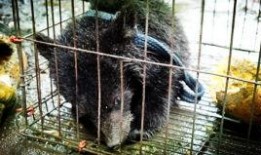 吃瓜小熊异形,揭秘神秘生物的奇幻之旅