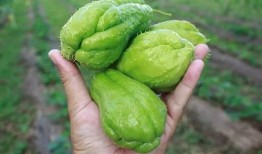 吃瓜就吃顶呱呱,揭秘顶呱呱瓜果的神奇魅力