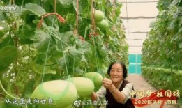 自由人吃瓜基地,揭秘娱乐圈幕后风云