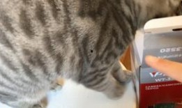 猫可以吃小圆瓜吗,小圆瓜在猫咪饮食中的适宜性解析