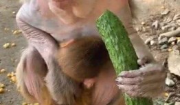 吃瓜猴子的表现,揭秘猴界“吃瓜群众”的欢乐时光