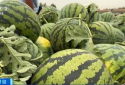 深圳黄师傅吃瓜,深圳黄师傅的瓜田奇遇记