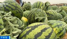 深圳黄师傅吃瓜,深圳黄师傅的瓜田奇遇记