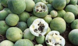 瓜姐吃牛油果,探索健康与美味的完美融合