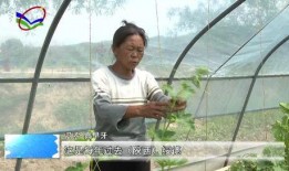 柳高吃瓜,揭秘校园里的那些“瓜”